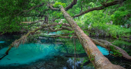 Juniper Springs swimming hole in Florida, with crystal clear blue water.