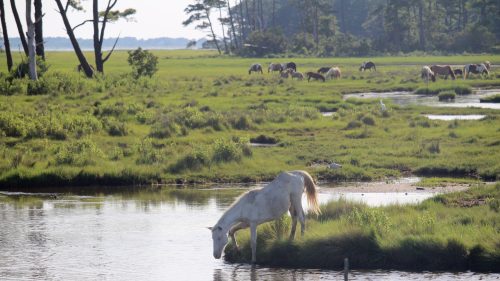 A white horse drinks from a calm stream, surrounded by lush green grass and other horses grazing in the background.