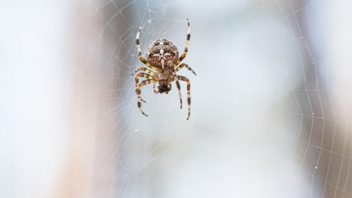 A close-up of a spider hanging in its web, with a blurred natural background.