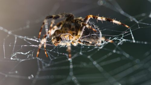 A close-up of a spider on its intricate web, showcasing its detailed body and the delicate strands of silk.