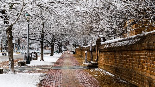 A snow-covered pathway lined with trees and a brick wall, creating a serene winter scene.