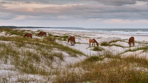 Wild horses graze on sandy dunes near a beach under a cloudy sky.
