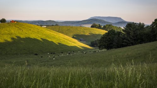 Rolling green hills with grazing cows, a distant mountain, and a serene sky at sunset.