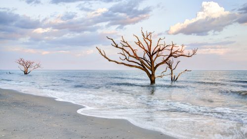 Barren trees stand in calm waters at sunset, with soft waves lapping against a sandy beach under a colorful sky.