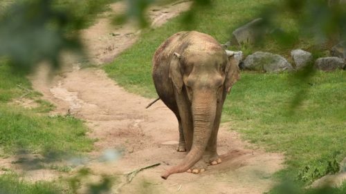 An elephant walking along a dirt path in a grassy area, surrounded by trees and rocks.