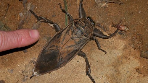 A large insect with a flat body and long legs on the ground, with a finger pointing towards it.