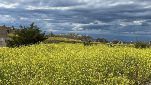 A vibrant yellow flower field under a dramatic sky with dark clouds and rugged rock formations in the background.
