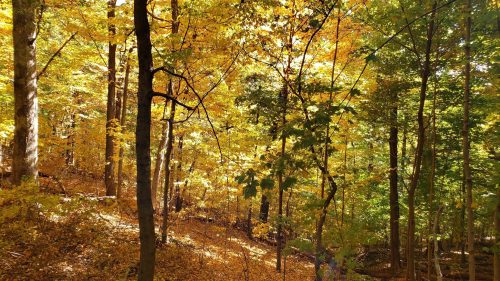 A vibrant forest scene in autumn, with golden leaves on trees and a carpet of fallen leaves on the ground.