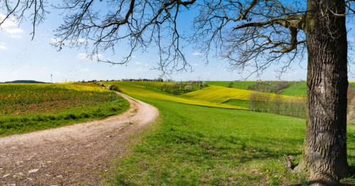 A meandering, gravel trail passing through green pastures with yellow blooms beneath a brilliant, blue sky. It's the Prairie Sunset Trail, a rail trail in Kansas.