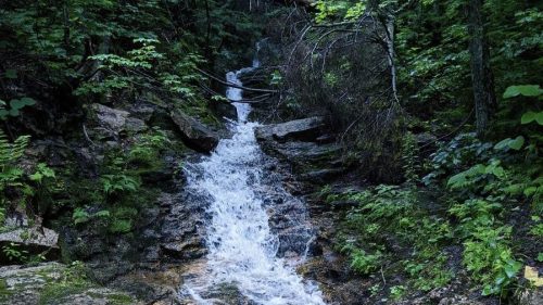 A serene stream flows over rocky terrain, surrounded by lush green foliage in a tranquil forest setting.