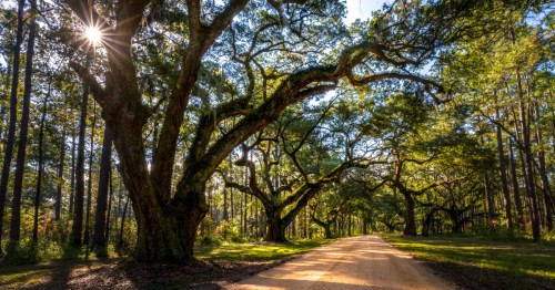 Live oak trees along a path with the sun setting behind them
