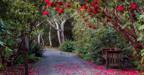 Path in the Mendocino Botanical Gardens in the spring, featuring red magnolias, flowers the ground and a bench.