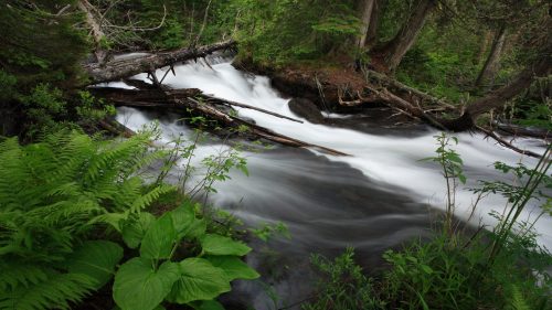 A serene stream flows through a lush green forest, with fallen logs and vibrant foliage along the banks.