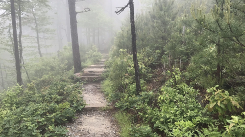 A misty forest path winding through lush greenery and tall trees, creating a serene, tranquil atmosphere.