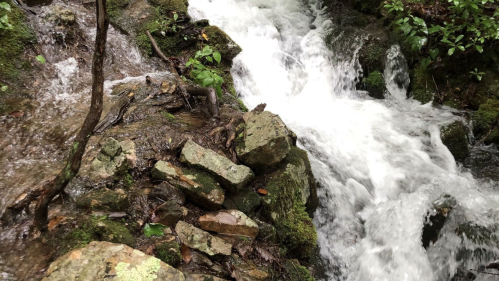A flowing stream cascades over rocks, surrounded by lush green foliage in a serene forest setting.