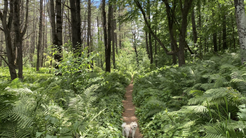 A small white dog walks along a narrow path through a lush green forest filled with ferns and tall trees.