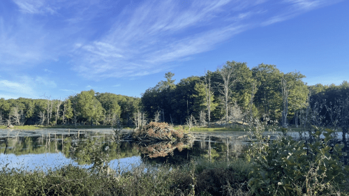 A serene landscape featuring a calm pond, lush greenery, and a clear blue sky with wispy clouds.