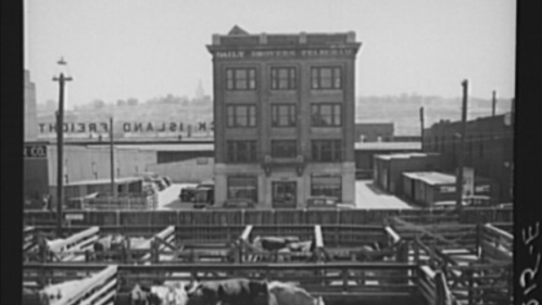 A historic black-and-white photo of cattle in pens with a building in the background, likely a stockyard or market.