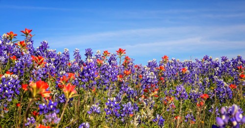 Red and blue flowers bloom under a blue Texas sky