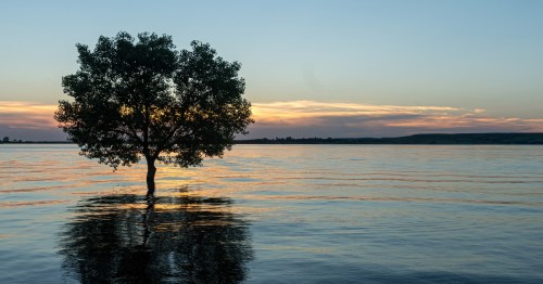 Tree coming out of calm lake water at Wilson State Park in Kansas.