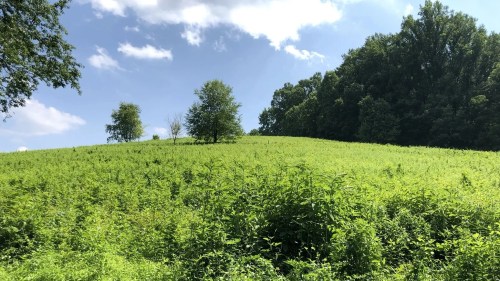 Lush green hillside under a blue sky with scattered clouds and trees in the background.