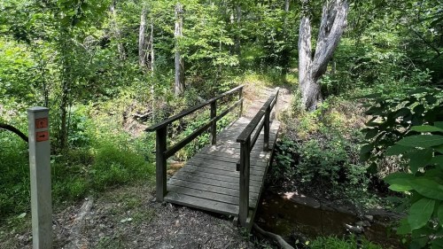A wooden bridge crosses a small stream in a lush, green forest surrounded by trees and foliage.
