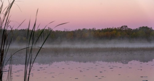 Morning fog drifting over Big Sandy Lake at sunrise with a pink sky and reeds in the foreground.
