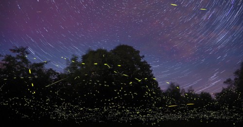 Star trails rotate over a forest filled with glowing fireflies in a night sky long-exposure photo.