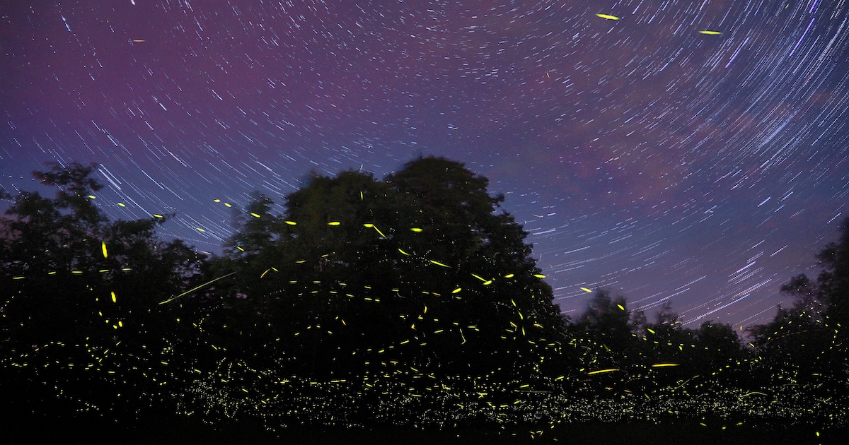 America's Most Magical Firefly Displays and When To See Them
