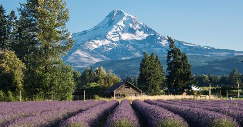 A lavender field in Hood River, Oregon, shows Mount Hood in the background.