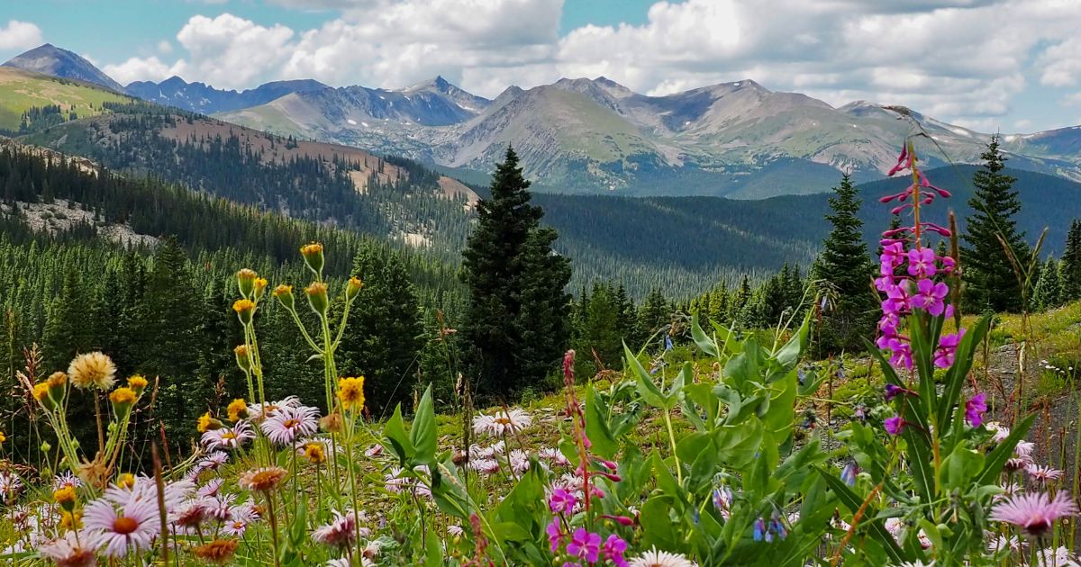 Colorado Wildflower Week 2026: Best Events, Scenic Hikes, and Things to Do