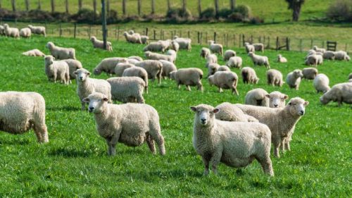 A flock of sheep grazing in a lush green field with trees in the background.