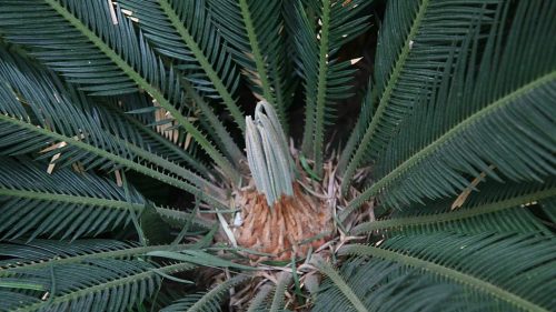 Close-up of a green palm plant with long, slender leaves and a central growth point emerging from the base.