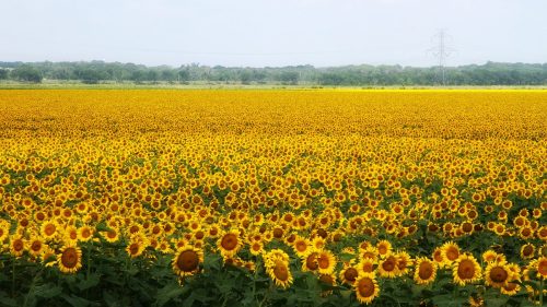 A vast field of bright yellow sunflowers under a cloudy sky, stretching to the horizon.