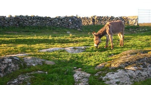 A donkey grazes on grassy terrain with rocky patches, surrounded by a stone wall in the background.