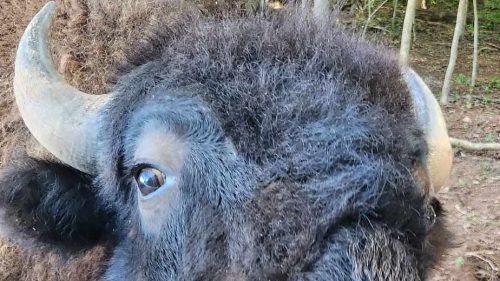 A close-up of a bison's face, with its large horns and thick fur, peering into a car window in a wooded area.