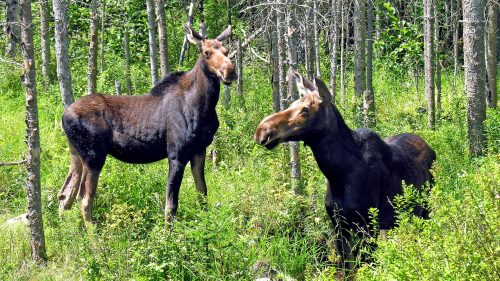 Two moose standing in a lush green forest, surrounded by trees and underbrush.