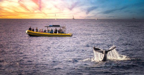 A whale tail breaching the surface in Maui, Hawaii as a whale watching tour boat looks on.