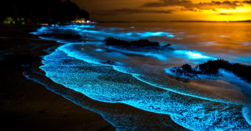 Bioluminescence glowing blue along shallow shoreline water created by natural marine microorganisms at night.