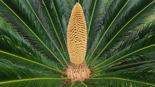A close-up of a cycad plant with a tall, yellow cone surrounded by lush green fronds.