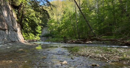 A creek runs in a green forest with a rock formation on the left.