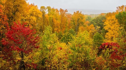 Vibrant autumn foliage with shades of red, orange, and yellow in a misty forest landscape.