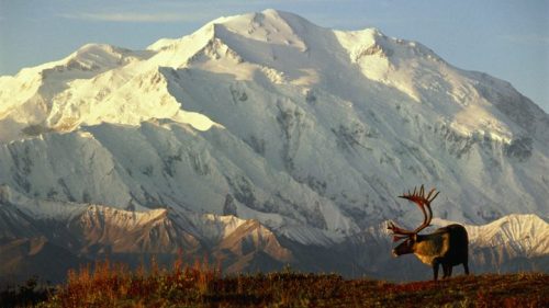 A reindeer stands in front of a snow-capped mountain range under a clear sky.
