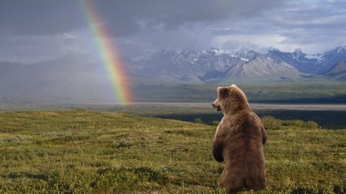 A bear stands on a grassy hill, gazing at a rainbow arching over distant mountains.