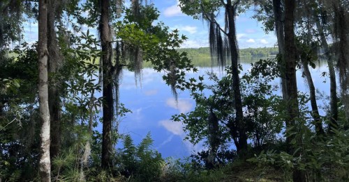 A vier of Lake Warren through the trees, a hidden lake in South Carolina.