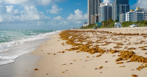 Beach in Miami with a line of brown seaweed and a line of tall buildings behind