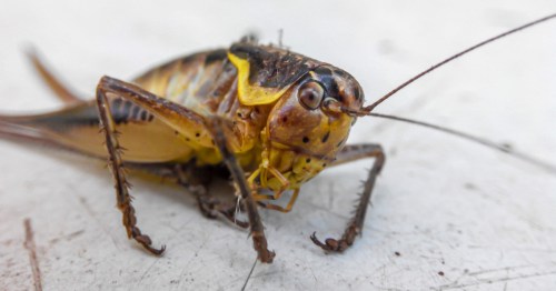 A close-up of a Mormon cricket on a white table.