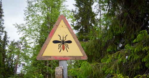 A "mosquito area" warning sign in the forest.