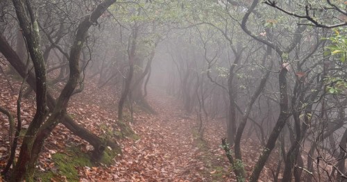Fog covers a hiking trail in North Carolina with several trees forming a canopy.