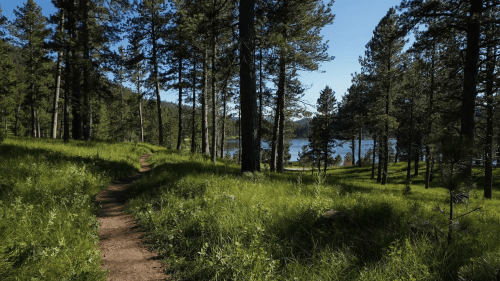 A winding dirt path through lush green grass and tall trees, leading to a serene lake in the background.